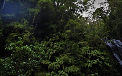 Forêt de Tsiazompaniry : Le VOI Tsarafara condamné à 10 millions d’Ariary d’amende