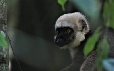 Lémuriens de Madagascar : Le Pr Ratsimbazafy Jonah interpelle sur une  » extinction massive et progressive  » des espèces